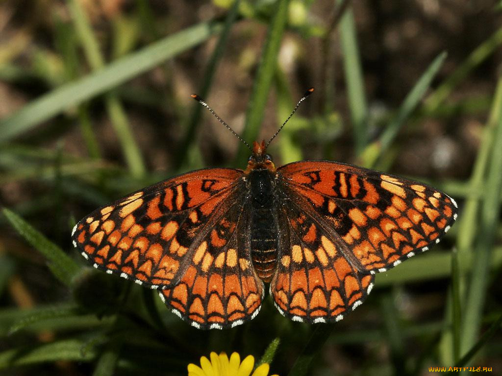 sagebrush, checkerspot, chlosyne, acastus, , 